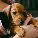 The Fundamentals Of Dog Ownership