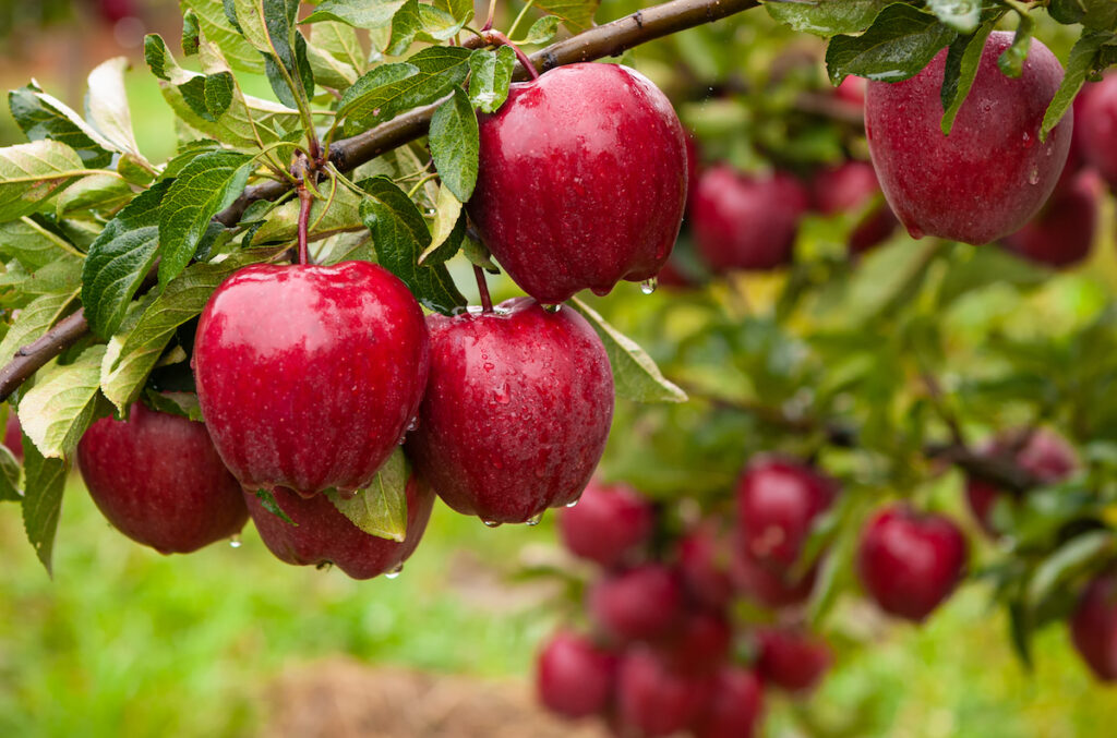 5 Favorite Fruit Trees in Washington State
