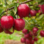 5 Favorite Fruit Trees in Washington State