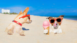 Sandy Paws and Wagging Tails: Best Pet-Friendly Beaches in the US